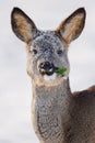 Portrait of wild roe deer on winter day Royalty Free Stock Photo