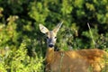 Portrait of wild roe deer doe Royalty Free Stock Photo