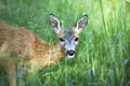 Portrait of wild roe deer in the grass Royalty Free Stock Photo