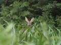 Portrait of wild roe deer hidden among corn plants Royalty Free Stock Photo