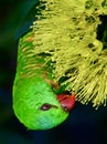 A wild scaly breasted lorikeet in Queensland, Australia Royalty Free Stock Photo