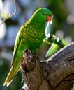 A wild scaly breasted lorikeet in Queensland, Australia