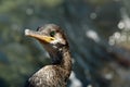 Portrait of wild sea bird Royalty Free Stock Photo