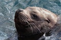 Portrait of wild sea mammal animal Northern Sea Lion swims in cold waves Pacific Ocean