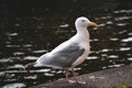 Portrait of a Wild Seagull - Amsterdam, Netherlands Royalty Free Stock Photo