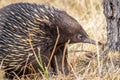 Portrait of a Wild Short-beaked Echidna Foraging, Hanging Rock, Victoria, Australia, March 2019 Royalty Free Stock Photo