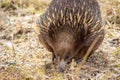 Portrait of a Wild Short-beaked Echidna Foraging, Hanging Rock, Victoria, Australia, March 2019 Royalty Free Stock Photo