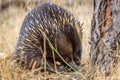 Portrait of a Wild Short-beaked Echidna Foraging, Hanging Rock, Victoria, Australia, March 2019 Royalty Free Stock Photo