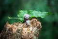 wild snail on tree trunk in the forest