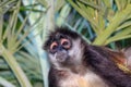 Portrait of a wild spider monkey male sitting on a betel palm tree. Royalty Free Stock Photo