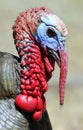 Portrait of wild turkey Royalty Free Stock Photo