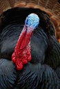 Portrait of Wild Turkey, Meleagris gallopavo, blue and red head Royalty Free Stock Photo