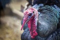 Portrait of Wild Turkey Royalty Free Stock Photo