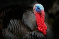 Portrait of Wild Turkey, Meleagris gallopavo, blue and red head. Wildlife animal scene from nature. Red and blue head of bird. Bla
