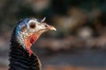 Portrait of Wild Turkey Royalty Free Stock Photo