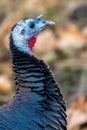 Portrait of Wild Turkey Royalty Free Stock Photo