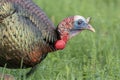 Portrait of a Wild Turkey Royalty Free Stock Photo