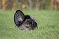 Portrait of a Wild Turkey Royalty Free Stock Photo