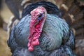 Portrait of Wild Turkey Royalty Free Stock Photo