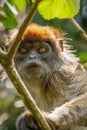 Portrait of a wild ugandan red colobus monkey, Kibale National Forest, Uganda.