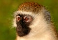 Portrait of wild Vervet monkey Royalty Free Stock Photo