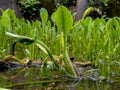 portrait of wild water hyacinth plants, this plant is safe for consumption and made fresh vegetables Royalty Free Stock Photo