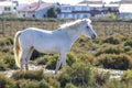 Portrait of a wild, white Camargue horse Royalty Free Stock Photo