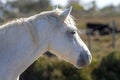 Portrait of a wild, white Camargue horse Royalty Free Stock Photo