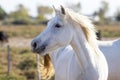 Portrait of a wild, white Camargue horse Royalty Free Stock Photo