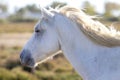 Portrait of a wild, white Camargue horse Royalty Free Stock Photo