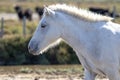 Portrait of a wild, white Camargue horse Royalty Free Stock Photo
