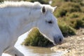 Portrait of a wild, white Camargue horse Royalty Free Stock Photo