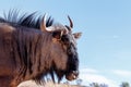 Portrait of A wild Wildebeest Gnu Royalty Free Stock Photo