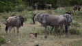 Portrait of a wild wildebeest herd