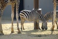 Portrait of a wild Zebra in Faruk Yalcin Zoo ÃÂ°stanbul