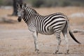 Portrait of a wild Zebra in southern Africa.