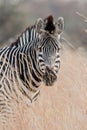 Portrait of a wild Zebra in southern Africa.