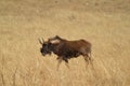 Portrait of a wildebeest, also called gnus, are antelopes in the genus Connochaetes