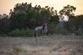 Wildebeest at sunset