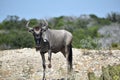 Wildebeest Portrait Close Up