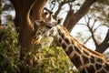 Animals wild african africa nature giraffe wildlife park mammal portrait