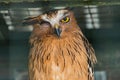 Portrait of winking Malay fish owl in the cage at zoo at Miri. Borneo.Sarawak.