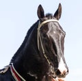 Portrait of beautiful akhal-teke horse.