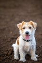 Portrait of Wire-haired Jack Russell Terrier on the background of the ground