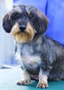 Portrait Wirehaired Daschund puppy dog cell phone wallpaper Royalty Free Stock Photo