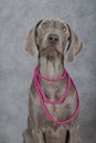 Portrait of a Wirehaired Slovakian pointer dog