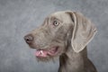 Portrait of Wirehaired Slovakian pointer dog, five months old