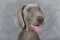 Portrait of Wirehaired Slovakian pointer dog, 5 months old