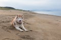 Portrait Of Wise And Free Siberian Husky Dog Lying On The Sand Beach At Seaside