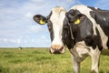 Portrait of a wise mature black-and-white cow, close up standing in a field, penetrating look